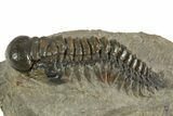 Detailed Crotalocephalina Trilobite - Atchana, Morocco #323588-2